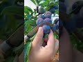 blueberry   cutting #shorts