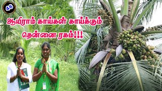 ஆயிரம் காய்கள் காய்க்கும் தென்னை #coconutree#chiranjeevi1#drawfplant#thanjavur#fertilizer