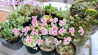 【多肉植物】始めました‼️夏までにセダムを増やそうチャレンジ❣️