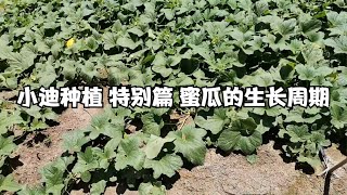 【周小迪呀】小迪种植 特别篇 蜜瓜的生长周期