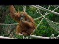 The effects of the palm oil industry on Orangutans