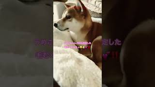 (柴娘)#3 テレビ番組「寝起きドッキリマル秘報告㊙️‼️」 #ドッキリ #shorts #ショート #dog #柴犬 #shiba #愛犬 #japan #japanesedog #柴犬娘