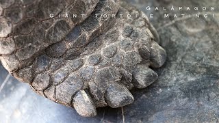 Galapagos Giant Tortoise Breeding In FULL HDR 4K