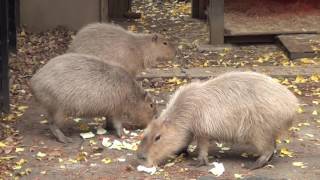 コハルの「お夕飯物語」　大宮公園のカピバラたち