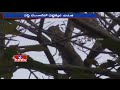 Leopard Rescued from Tree at Dhupguri Village | West Bengal | HMTV