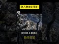 墜入懸崖的雪豹 動物世界 野生動物 動物日記 snow leopard