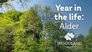 A Year in the Life of an Alder Tree | Woodland Trust