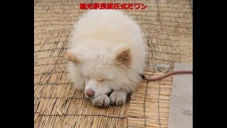 ブサカワ犬 ワサオ 青森・鰺ケ沢の観光駅長就任式だワン　!