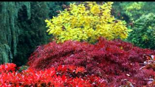 Barwy jesieni / The colors of autumn