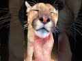 cougar mouthing affection u0026 murder mittens