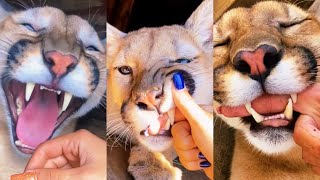 COUGAR MOUTHING AFFECTION \u0026 MURDER MITTENS!