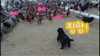 Story of the dog living with the chickens in the farm