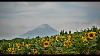 Whanganui to New Plymouth | Scenes of New Zealand