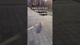 포메라니안의 조상은 썰매견이였다는 사실 알고 계셨나요?