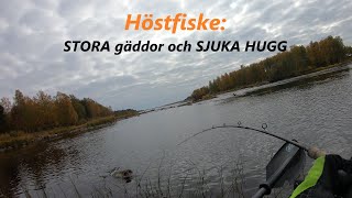 Höstfiske efter gädda: GALNA gäddor