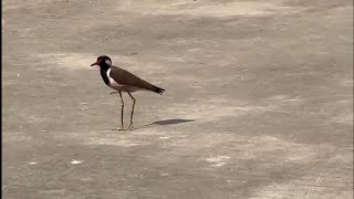 टिटोडी पंछी || Lapwing Bird || ટીટોડી પક્ષી || #lapwing #birdsound #birds #animals #cow #dog #car