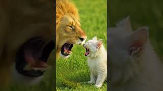 Lion Roaring Sound 🦁 vs angry cat sound 😺 - Who can roar the loudest- #shorts #lion #cat