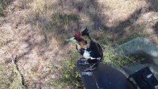 Djuma: Crested Barbet - 12:11 - 05/06/19