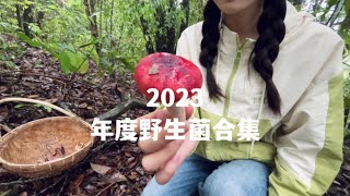 那些生长在云南热带雨林的野生菌，雨天采菌 #沉浸式 #采蘑菇