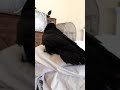 raven sings