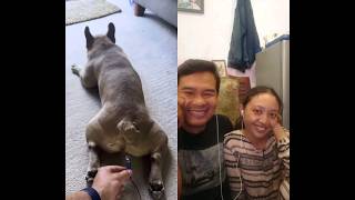 bulldog kaget denger kentut sendiri #dog #frenchbulldog #frenchie #puppy #funny #reaction