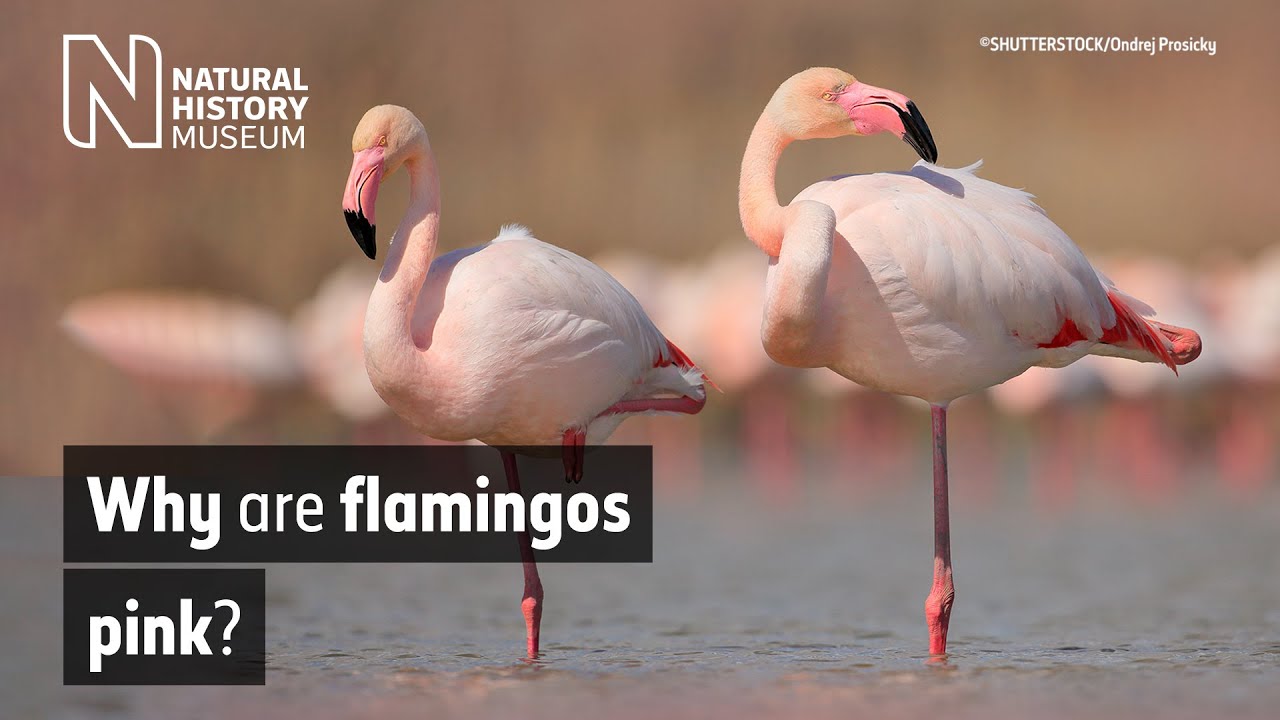 Why Are Flamingos Pink Natural History Museum Youtube