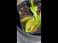 venus flytrap vs ant predation on carnivorous plants