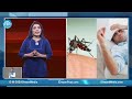 సింహం పాములుకంటే దోమ చాల ప్రమాదకరం unknown facts about mosquito today news telugu id daily