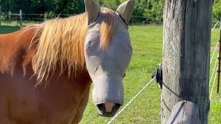 Cashel Crusader Horse Fly Mask for Charity, Pink, Warmblood Review