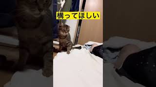 去勢済みの猫が飼い主にマウンティングする理由#shorts