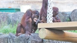 弟を触りたい、おっぱい飲みたいリキ兄ちゃん・オランウータン