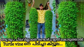 Turtle Vine Care & Gardening Tips in Malayalam | Best Fertilizer for Turtle Vine Hanging Plants