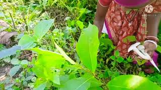 Nada chhatu village style Curry #mushroom🍄ବଡ଼ ଛତୁ ସହିତ ପଖାଳ କଂସା କରିଦେଲୁ ଖାଲି...☺️😜🤩#villagevlog