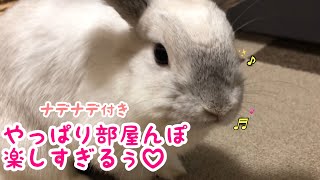 久しぶりに部屋んぽ🐰 ホーランドロップ#130