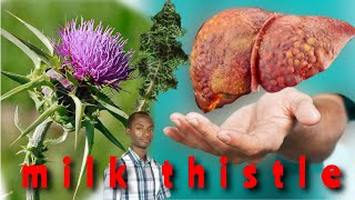 ABAGANGA BENSHI BATANGAZWA N'UYU MUTI. Igihwarara. Inshuti y'ubuzima. Milk thistle.