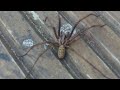 7 legged spider runs so fast #spider #running #shorts #youtubeshorts