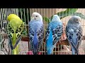 สีพื้นฐานนกหงส์หยก ความแตกต่างลายละเอียดลายหยาบ normal opaline budgie