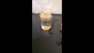 Biological Sciences - Sea Urchin Development