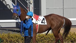 【現地撮影】2023年1月17日名古屋競馬3Rセリガチ パドックで馬っ気を出す