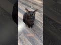 【家有猫三宝】过了三秒就饿了，真是个粘人的小猫咪 猫 cat pets funny