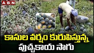 కాసుల వర్షం కురుపిస్తున్న పుచ్చకాయ సాగు | Watermelon cultivation || ABN ERUVAKA