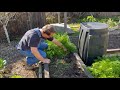 oxheart carrot harvest backyard organic urban raised bed garden