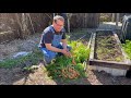 oxheart carrot harvest backyard organic urban raised bed garden