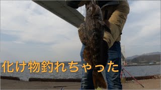 【ありがとう室蘭】釣り歴11ヶ月の奇跡！とんでもない化け物が釣れてしまいました