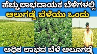 ಅಧಿಕ ಲಾಭ ಬರುವ ಬೆಳೆಗಳಲ್ಲಿ ಆಲೂಗಡ್ಡೆ ಬೆಳೆಯು  ಒಂದು | ಹೆಚ್ಚು ಲಾಭದಾಯಕ ಬೆಳೆ ಆಲೂಗಡ್ಡೆ | ylgaryaall