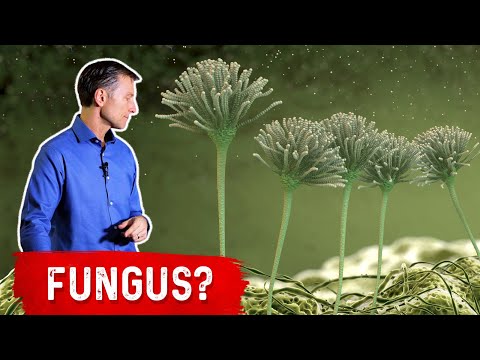 Does S boulardii kill Candida?