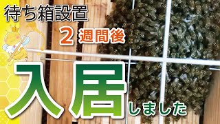 【ニホンミツバチ養蜂】待箱5個設置してから２週間後の様子