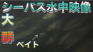 シーバスは何を食べているのか！？【衝撃水中映像】