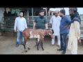 नजीर खान से जानिए है बकरी की असली कीमत goat market bakra mandi