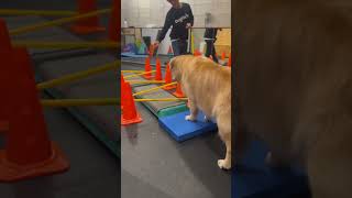 [보리TV] 독핏 독피트니스(도그피트니스) 2회차 / 강아지 재활운동 / dogfitness / 골든리트리버 Golden Retriever